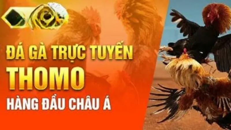 Hình thức đá gà Thomo cực hấp dẫn tại sảnh AOG đá gà Shbet