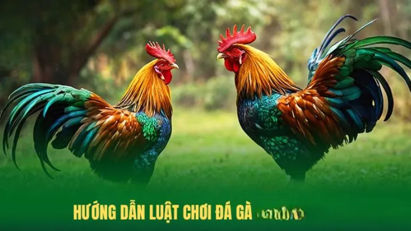 Tìm hiểu luật chơi đá gà shbet